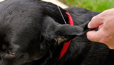 Dog Ear Hematoma: How To Treat It At Home .